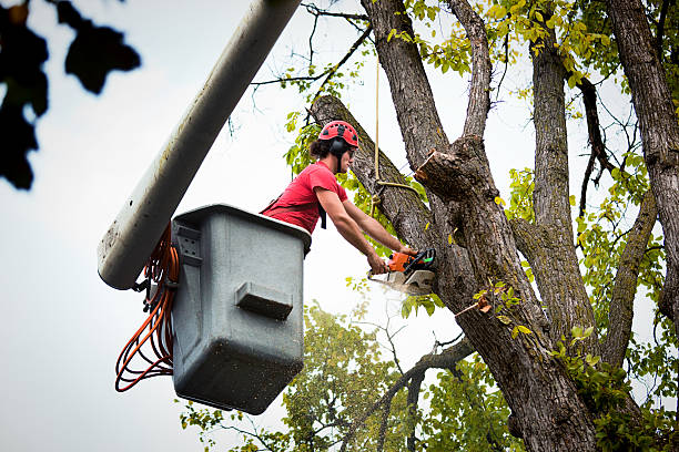 Reliable Largo, FL Tree Services Solutions