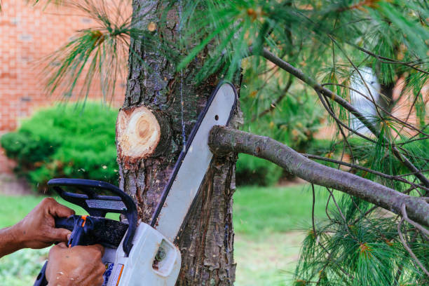 How Our Tree Care Process Works  in  Largo, FL